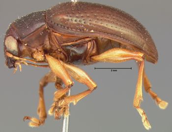 Media type: image; Entomology 9798   Aspect: habitus lateral view